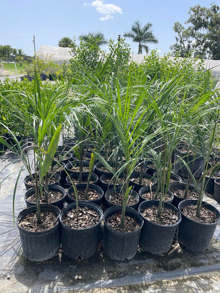 roystonea-regia-roystonea-elata-florida-royal-palm-cuban-royal-palm-royal-palm