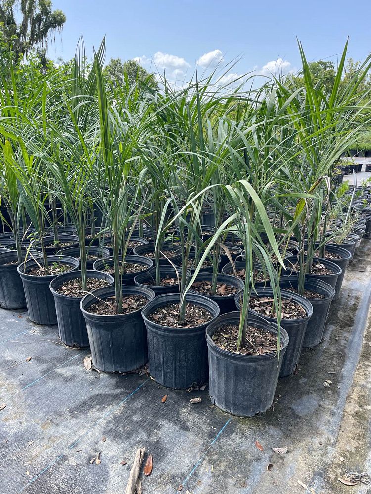 roystonea-regia-roystonea-elata-florida-royal-palm-cuban-royal-palm-royal-palm