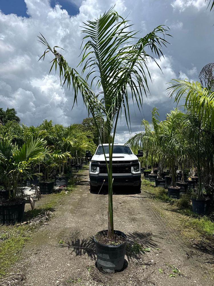 roystonea-regia-roystonea-elata-florida-royal-palm-cuban-royal-palm-royal-palm