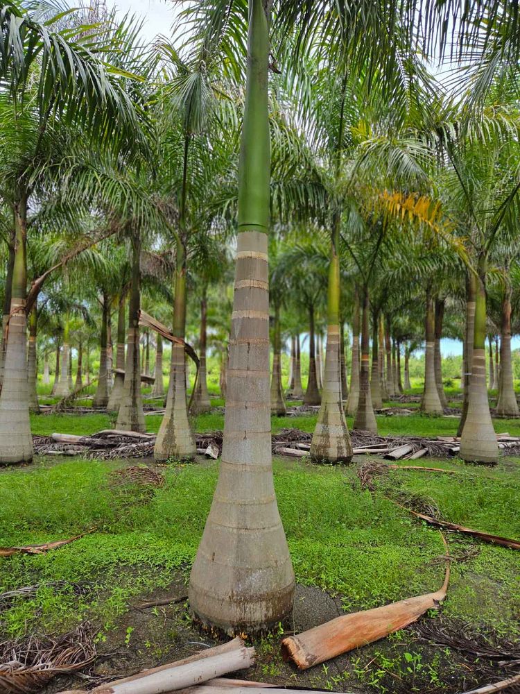 roystonea-regia-roystonea-elata-florida-royal-palm-cuban-royal-palm-royal-palm