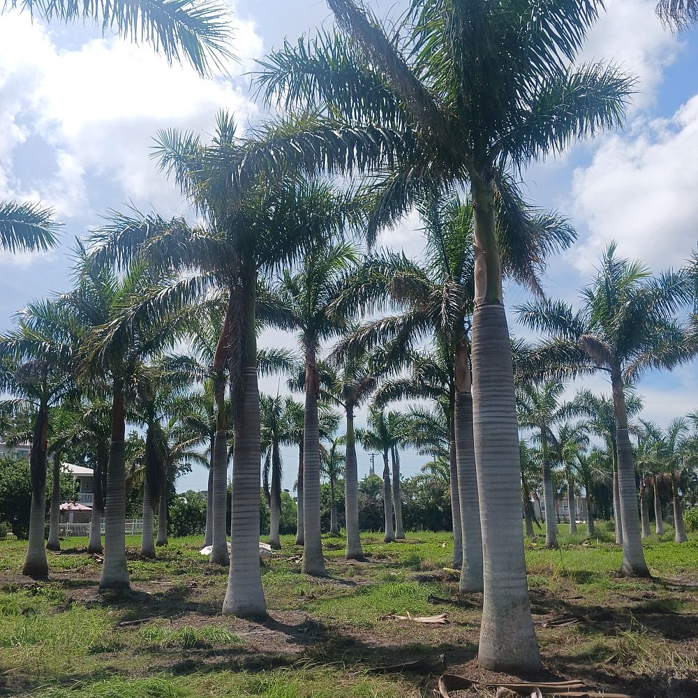 roystonea-regia-roystonea-elata-florida-royal-palm-cuban-royal-palm-royal-palm
