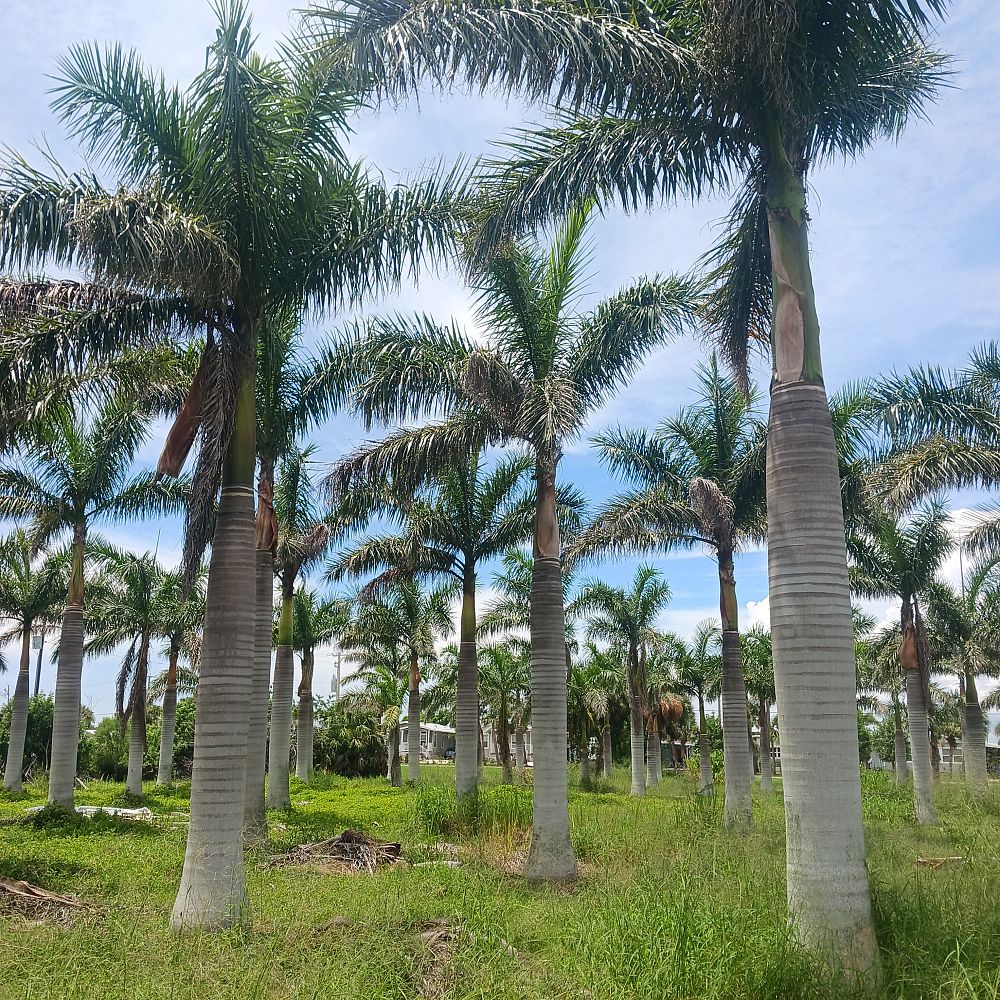 roystonea-regia-roystonea-elata-florida-royal-palm-cuban-royal-palm-royal-palm