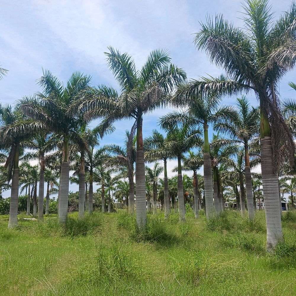 roystonea-regia-roystonea-elata-florida-royal-palm-cuban-royal-palm-royal-palm