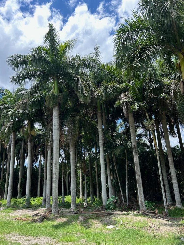 roystonea-regia-roystonea-elata-florida-royal-palm-cuban-royal-palm-royal-palm