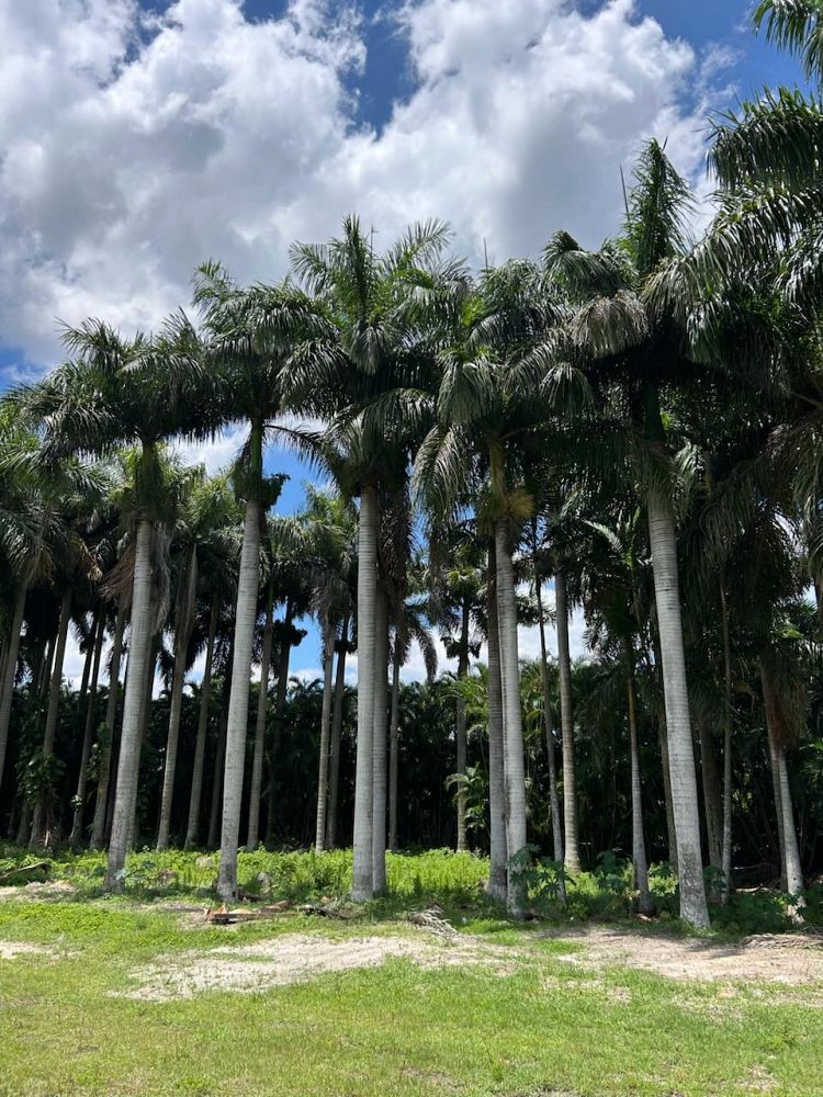 roystonea-regia-roystonea-elata-florida-royal-palm-cuban-royal-palm-royal-palm