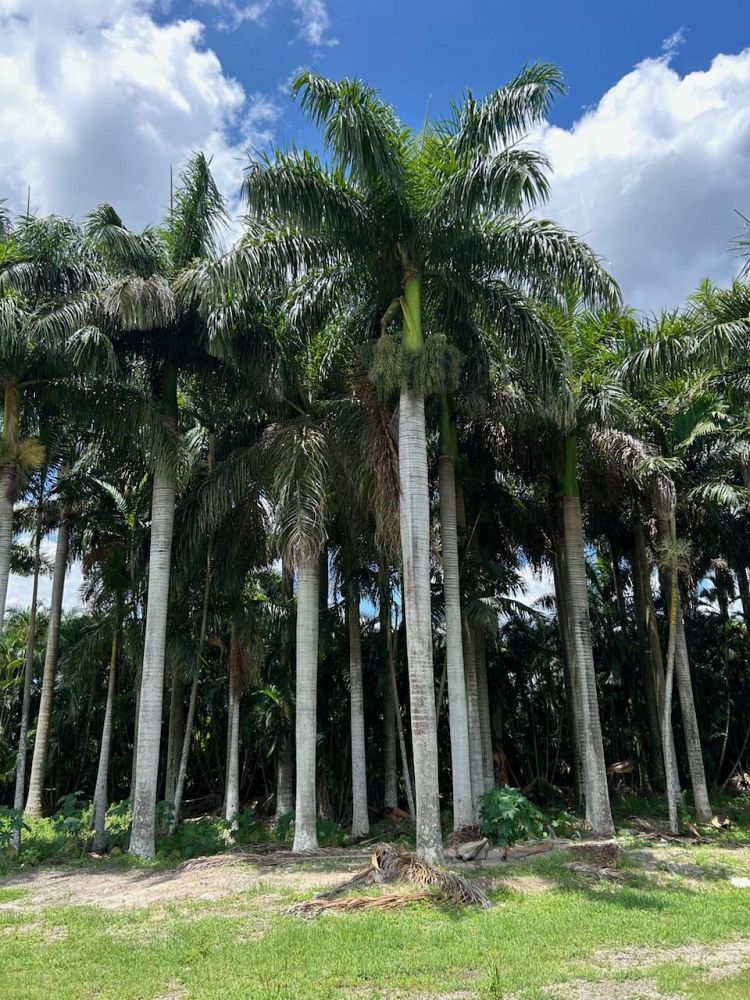 roystonea-regia-roystonea-elata-florida-royal-palm-cuban-royal-palm-royal-palm