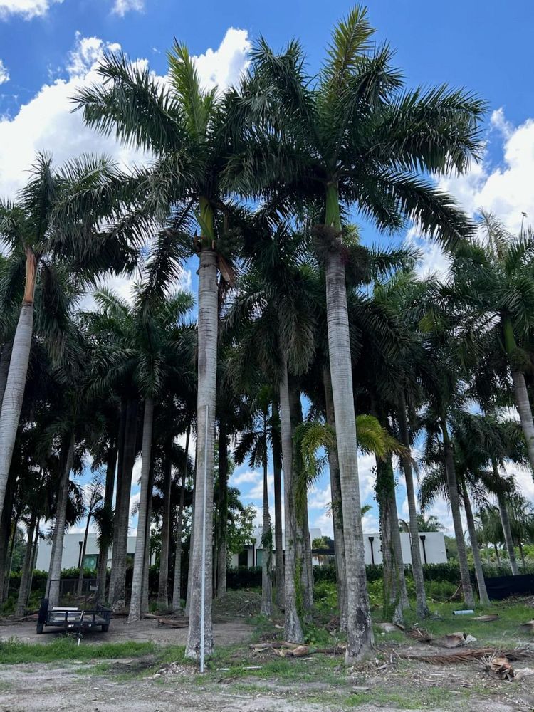 roystonea-regia-roystonea-elata-florida-royal-palm-cuban-royal-palm-royal-palm