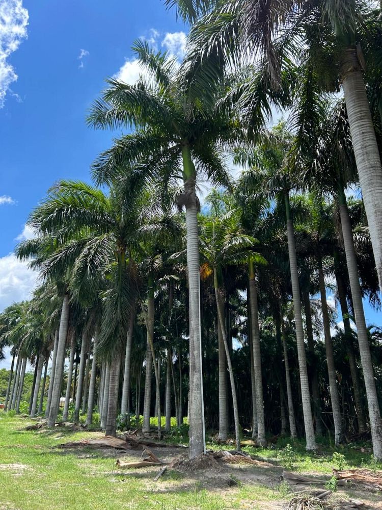 roystonea-regia-roystonea-elata-florida-royal-palm-cuban-royal-palm-royal-palm