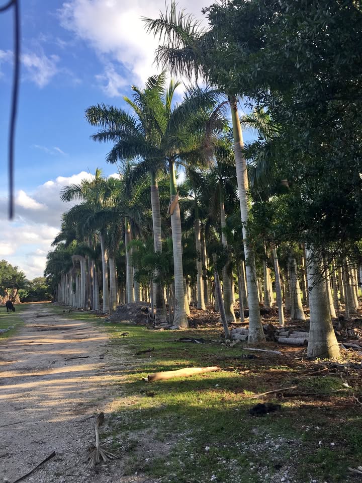 roystonea-regia-roystonea-elata-florida-royal-palm-cuban-royal-palm-royal-palm