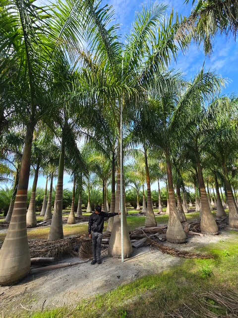 roystonea-regia-roystonea-elata-florida-royal-palm-cuban-royal-palm-royal-palm