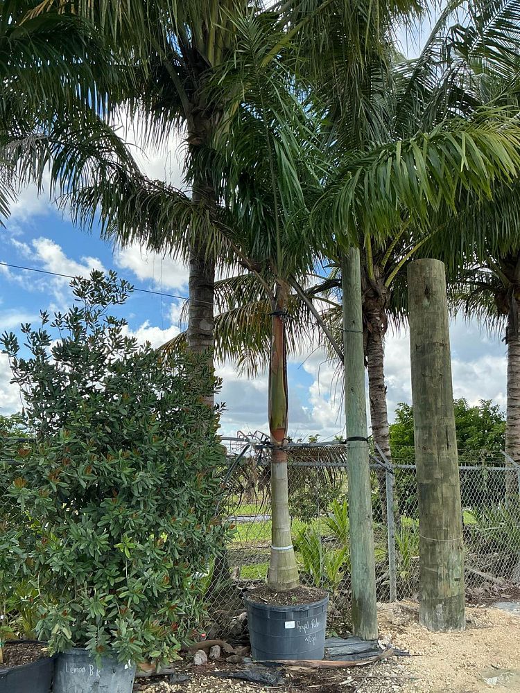 roystonea-regia-roystonea-elata-florida-royal-palm-cuban-royal-palm-royal-palm