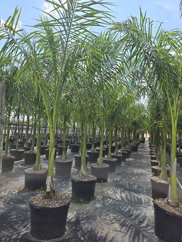 roystonea-regia-roystonea-elata-florida-royal-palm-cuban-royal-palm-royal-palm