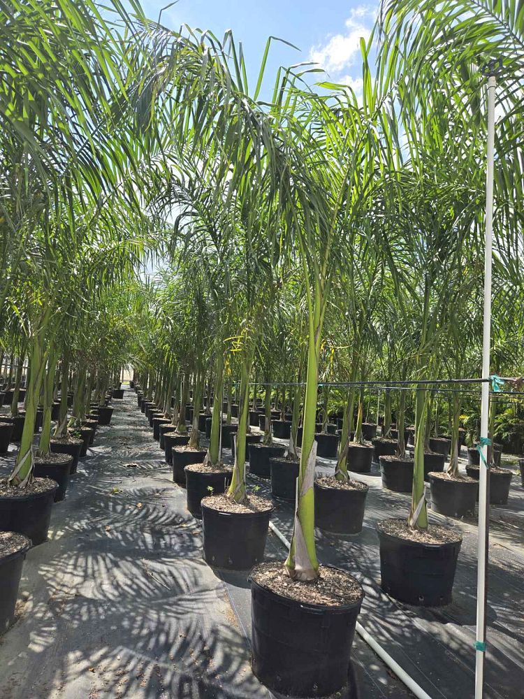 roystonea-regia-roystonea-elata-florida-royal-palm-cuban-royal-palm-royal-palm