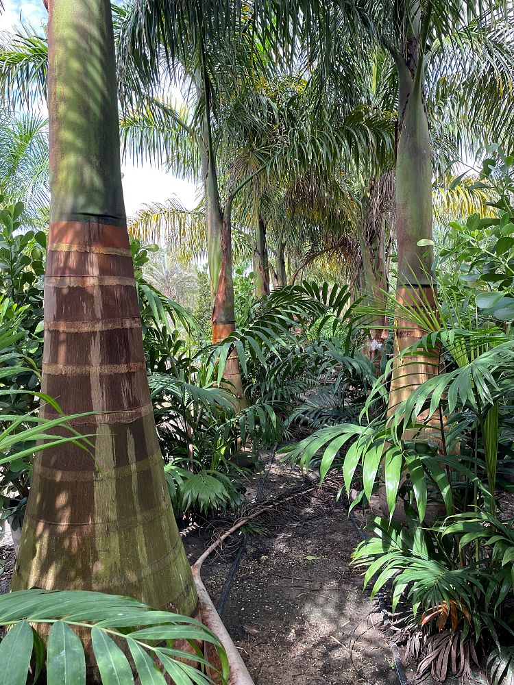 roystonea-regia-roystonea-elata-florida-royal-palm-cuban-royal-palm-royal-palm