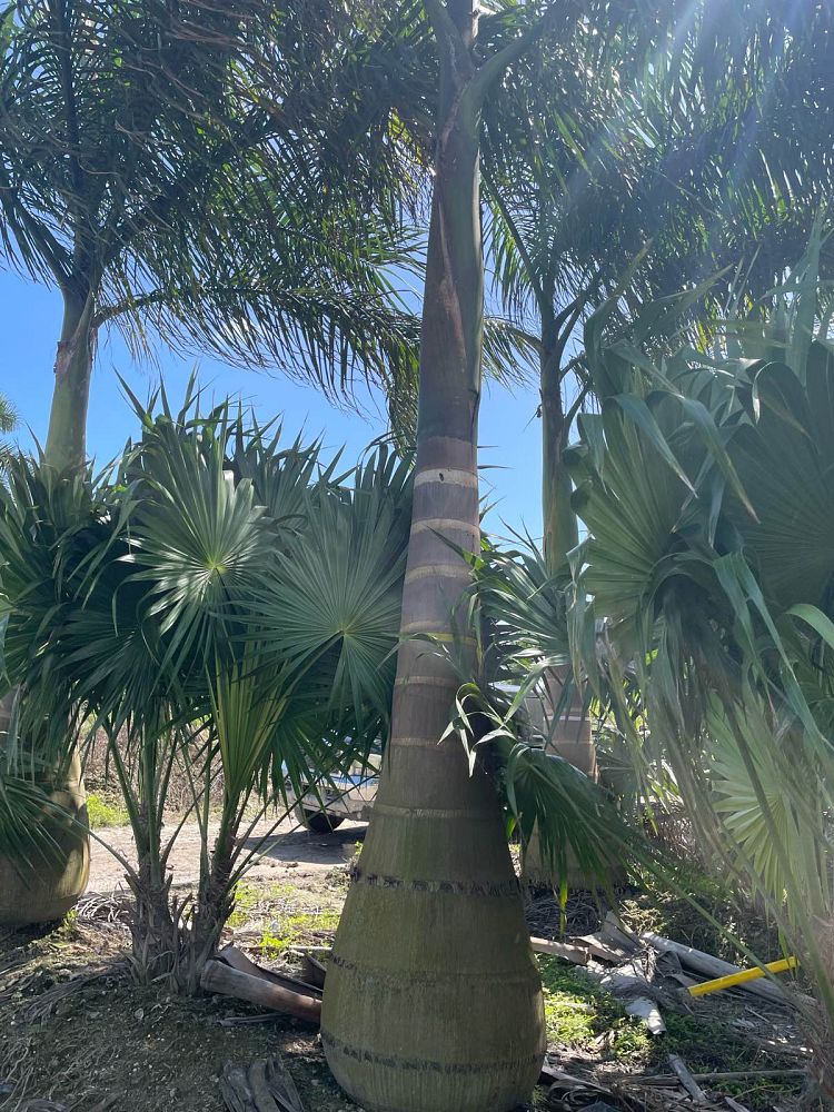 roystonea-regia-roystonea-elata-florida-royal-palm-cuban-royal-palm-royal-palm