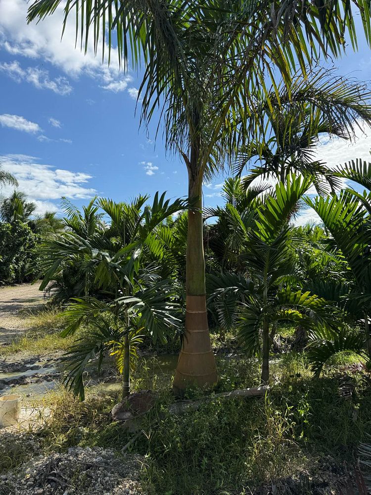 roystonea-regia-roystonea-elata-florida-royal-palm-cuban-royal-palm-royal-palm
