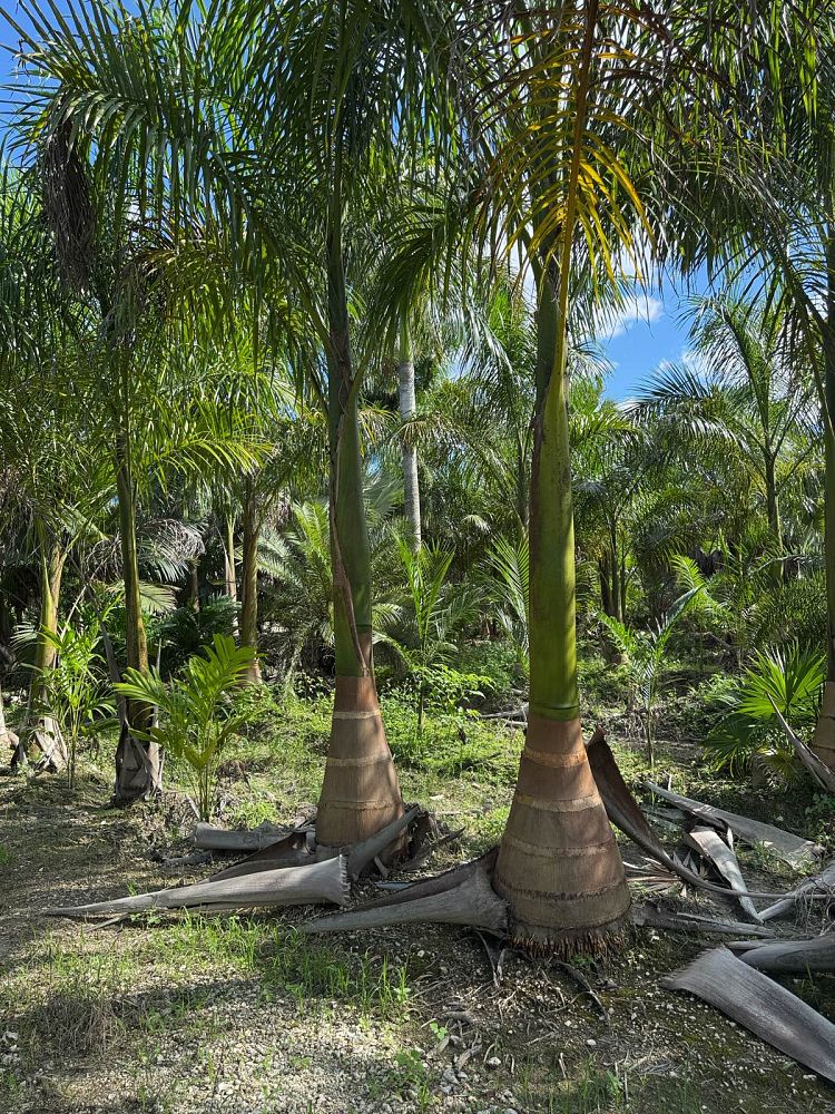 roystonea-regia-roystonea-elata-florida-royal-palm-cuban-royal-palm-royal-palm