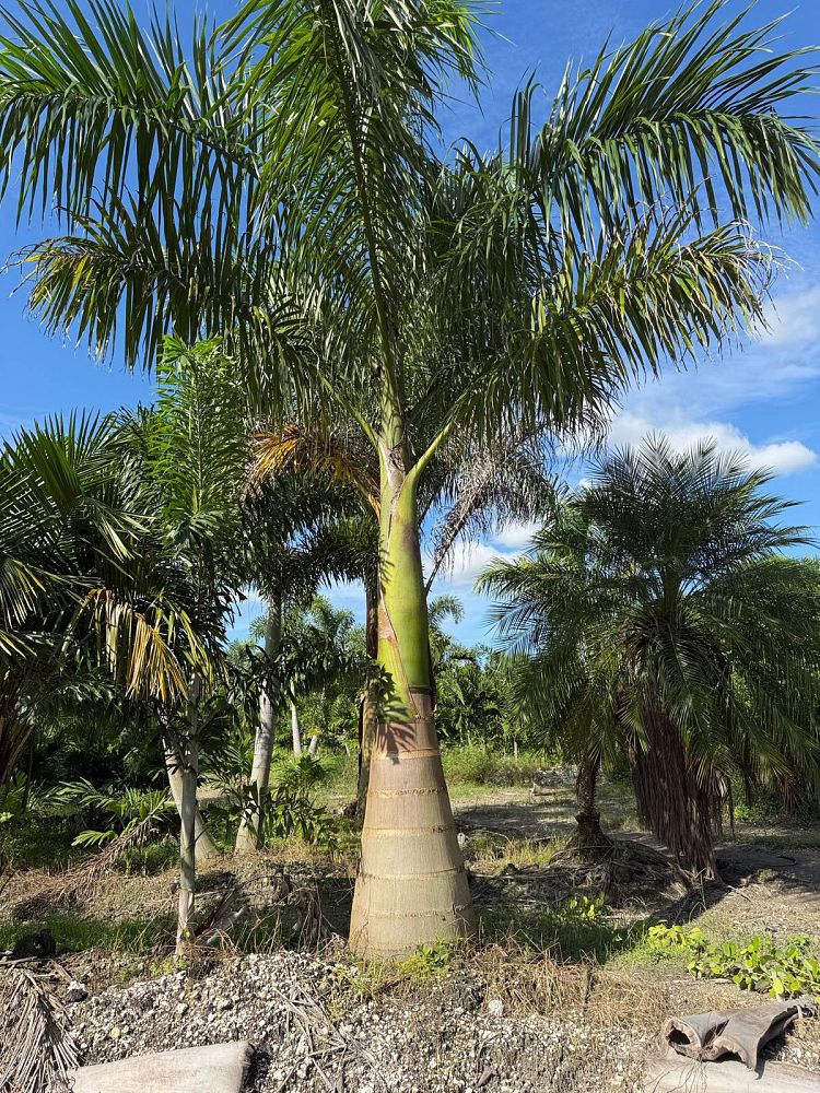 roystonea-regia-roystonea-elata-florida-royal-palm-cuban-royal-palm-royal-palm