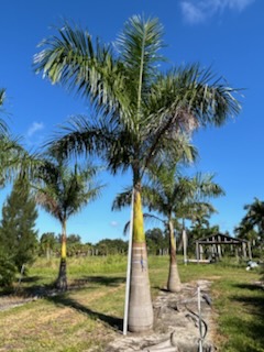 roystonea-regia-roystonea-elata-florida-royal-palm-cuban-royal-palm-royal-palm