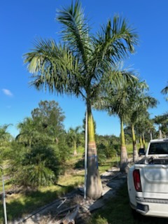 roystonea-regia-roystonea-elata-florida-royal-palm-cuban-royal-palm-royal-palm