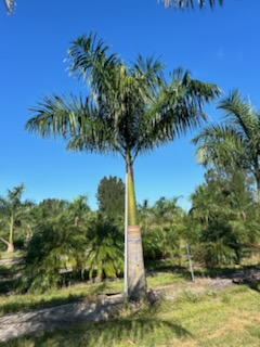 roystonea-regia-roystonea-elata-florida-royal-palm-cuban-royal-palm-royal-palm