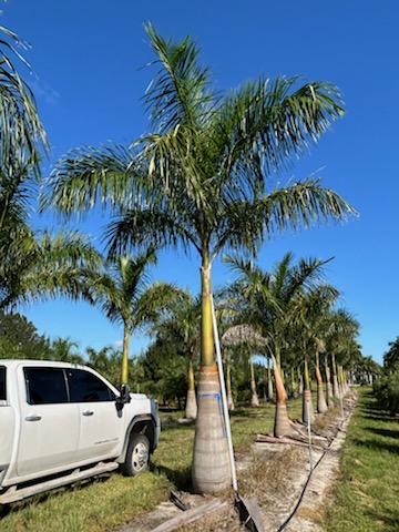 roystonea-regia-roystonea-elata-florida-royal-palm-cuban-royal-palm-royal-palm