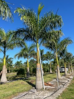 roystonea-regia-roystonea-elata-florida-royal-palm-cuban-royal-palm-royal-palm