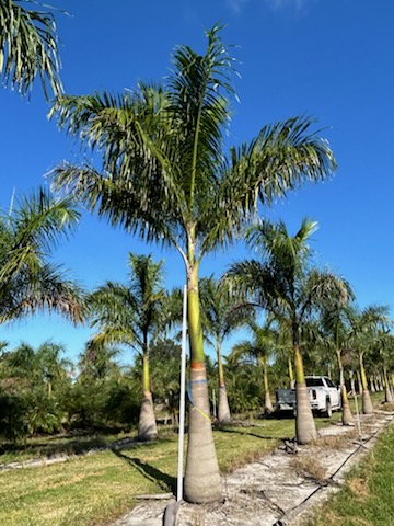 roystonea-regia-roystonea-elata-florida-royal-palm-cuban-royal-palm-royal-palm