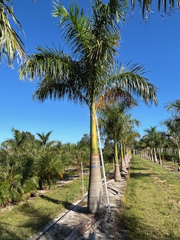 roystonea-regia-roystonea-elata-florida-royal-palm-cuban-royal-palm-royal-palm