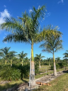 roystonea-regia-roystonea-elata-florida-royal-palm-cuban-royal-palm-royal-palm