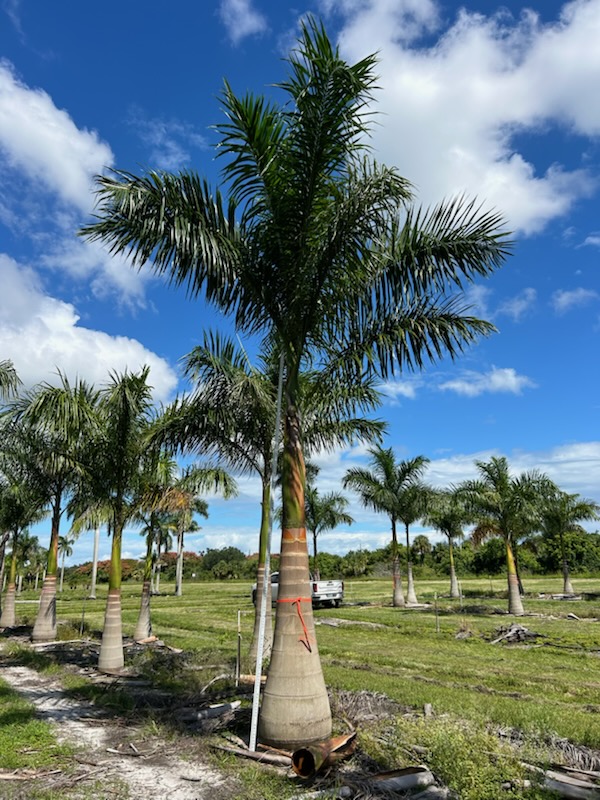 roystonea-regia-roystonea-elata-florida-royal-palm-cuban-royal-palm-royal-palm