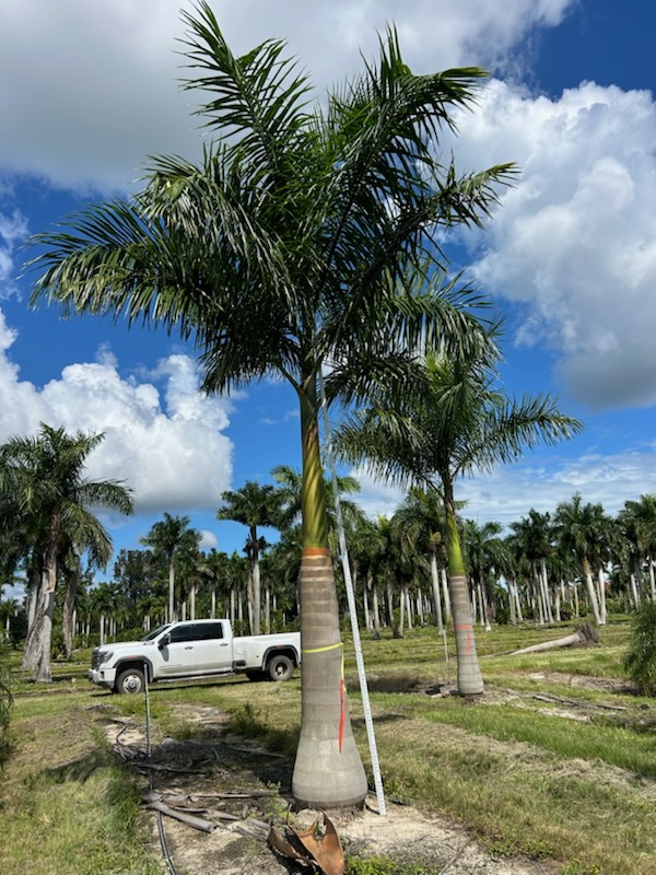 roystonea-regia-roystonea-elata-florida-royal-palm-cuban-royal-palm-royal-palm