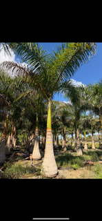 roystonea-regia-roystonea-elata-florida-royal-palm-cuban-royal-palm-royal-palm