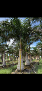 roystonea-regia-roystonea-elata-florida-royal-palm-cuban-royal-palm-royal-palm