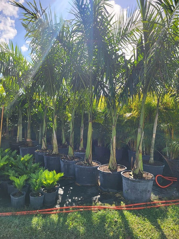 roystonea-regia-roystonea-elata-florida-royal-palm-cuban-royal-palm-royal-palm