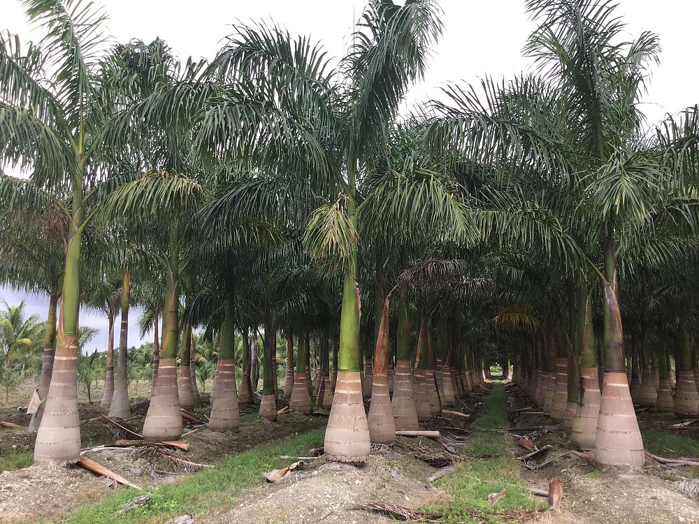 roystonea-royal-palm
