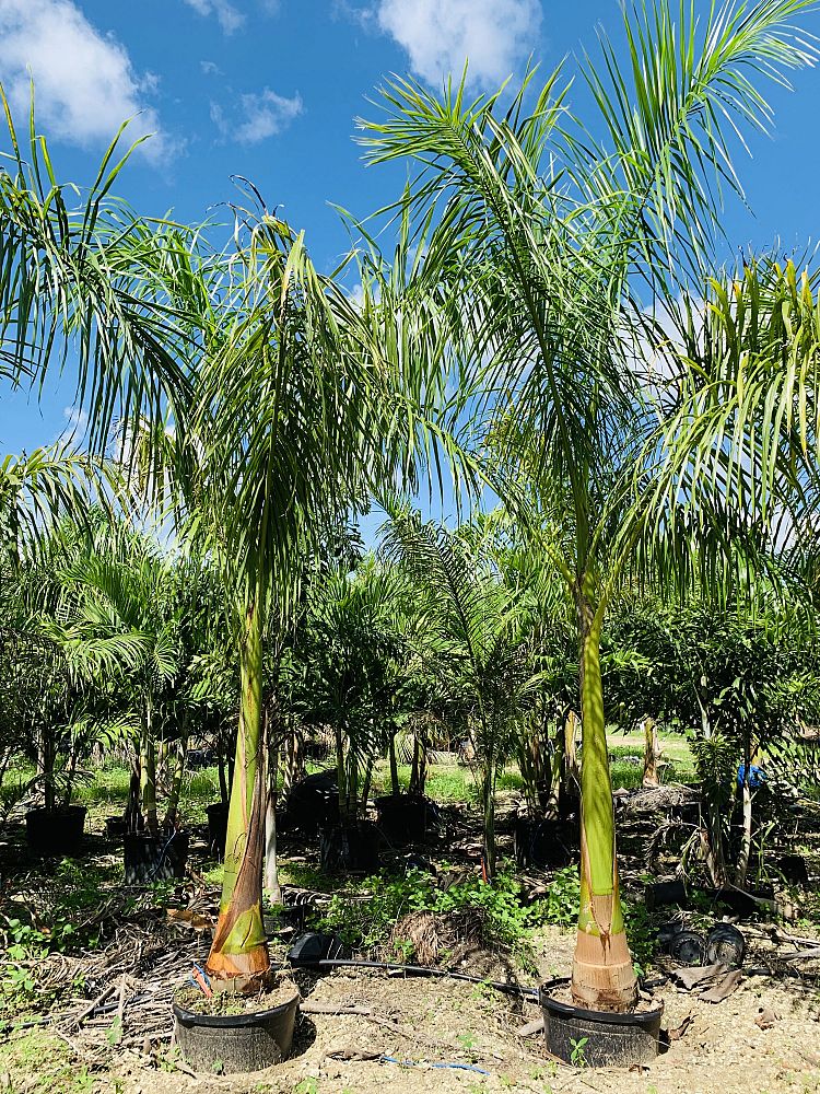 roystonea-royal-palm