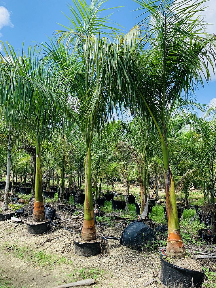 roystonea-royal-palm