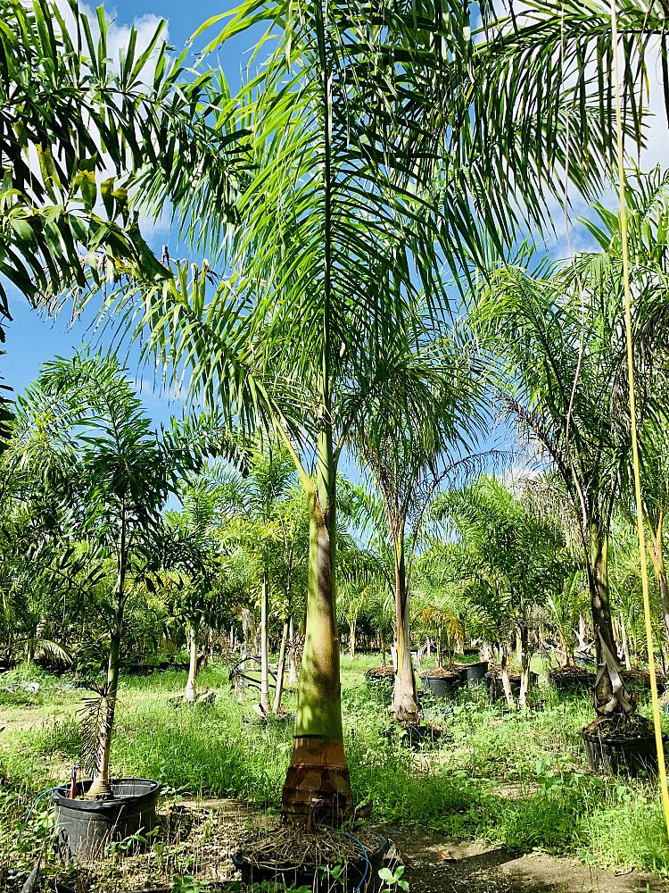 roystonea-royal-palm