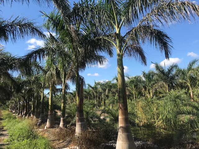 roystonea-royal-palm