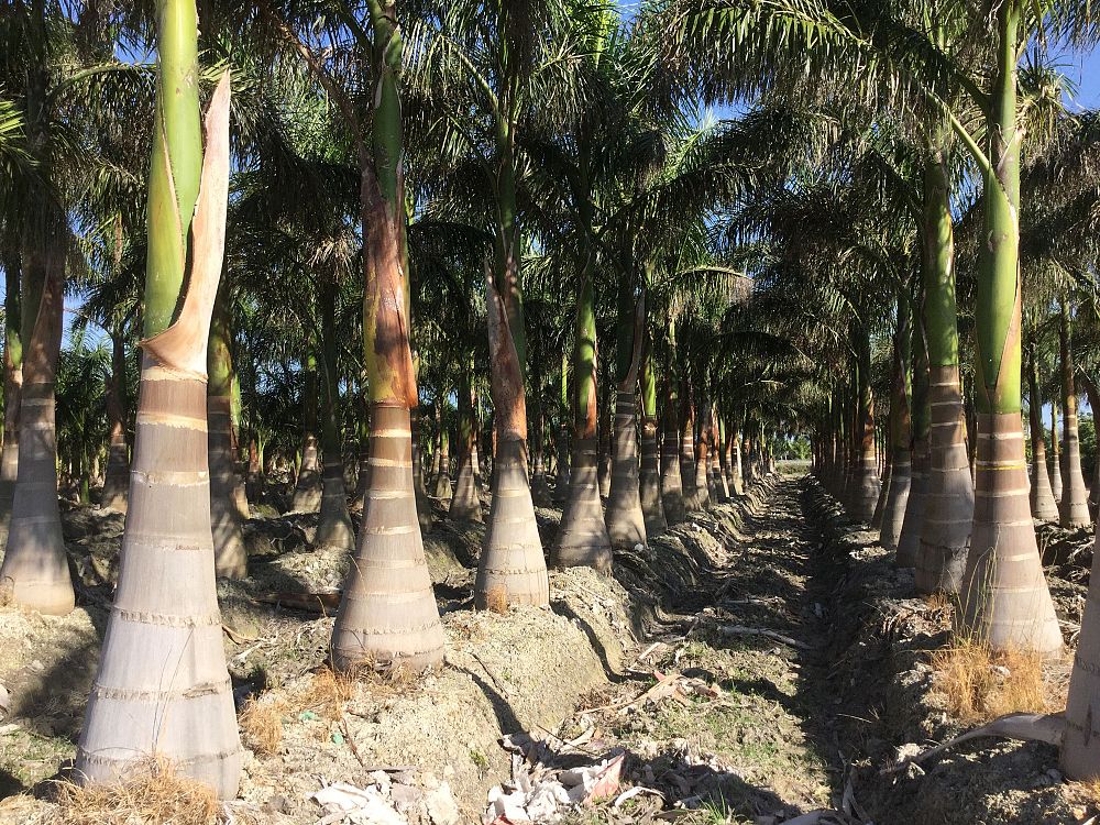 roystonea-royal-palm