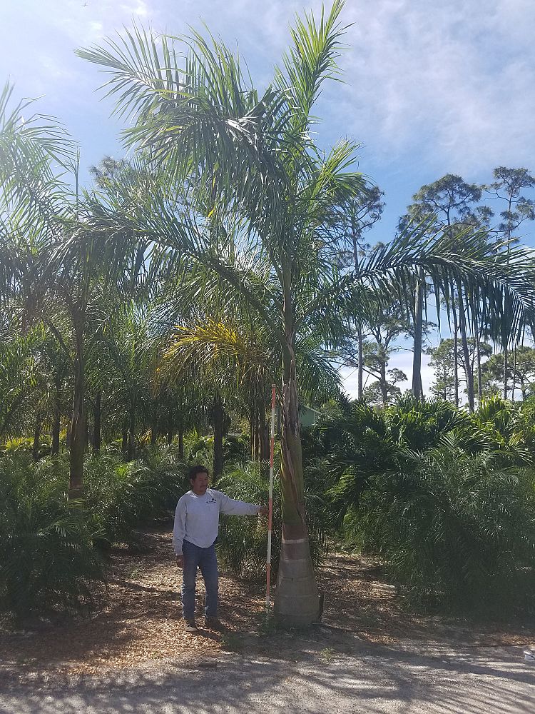 roystonea-royal-palm