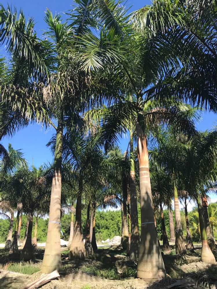 roystonea-royal-palm