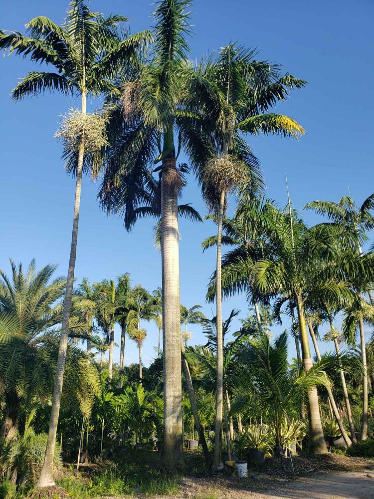 roystonea-royal-palm