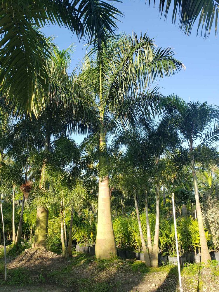 roystonea-royal-palm