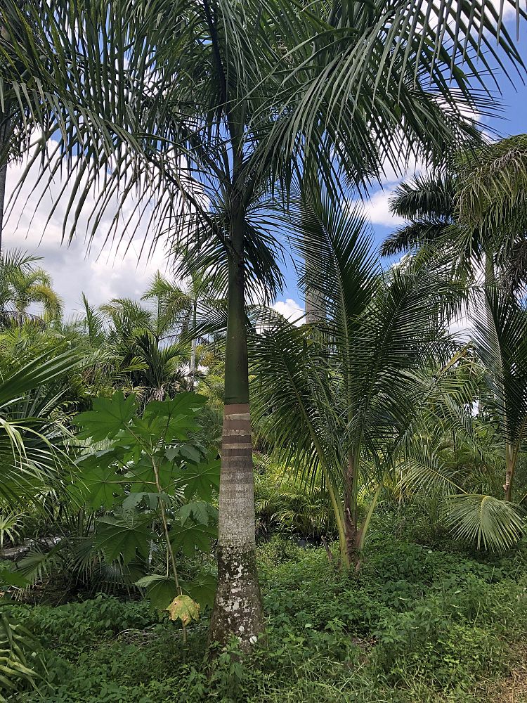 roystonea-royal-palm