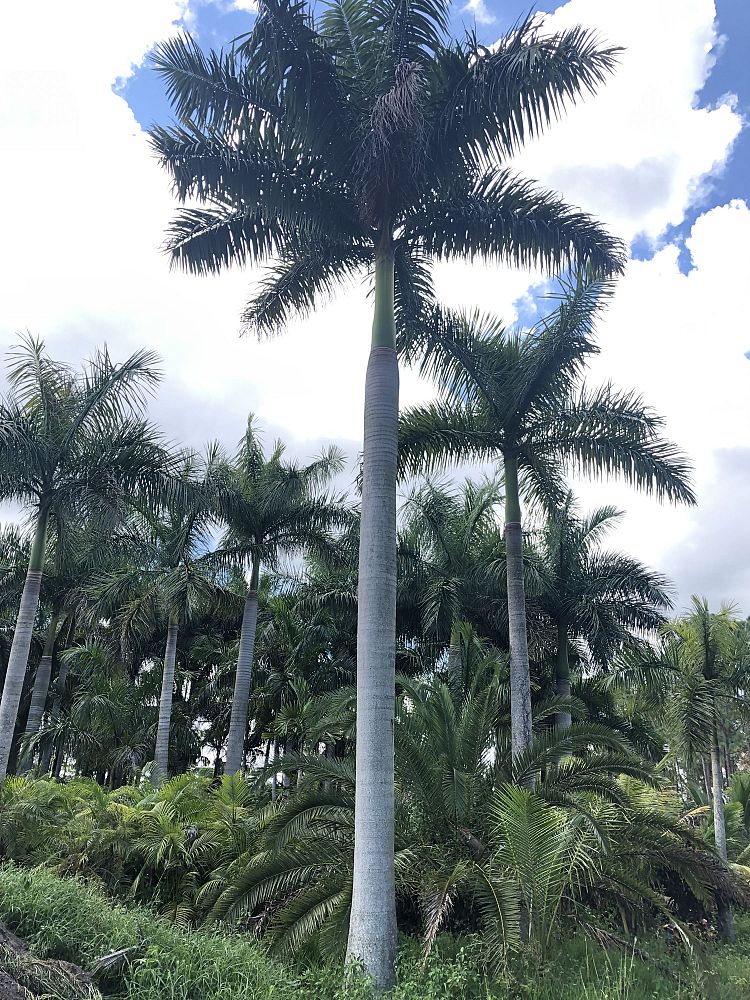 roystonea-royal-palm