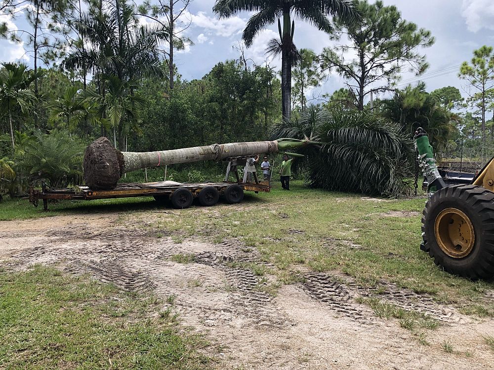 roystonea-royal-palm