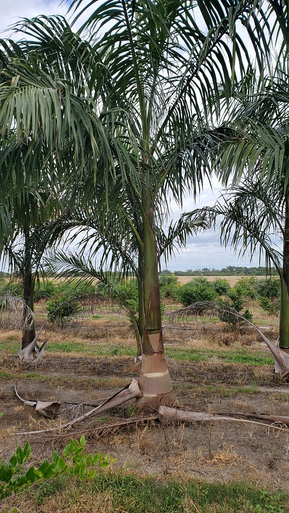 roystonea-royal-palm