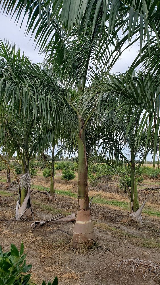 roystonea-royal-palm